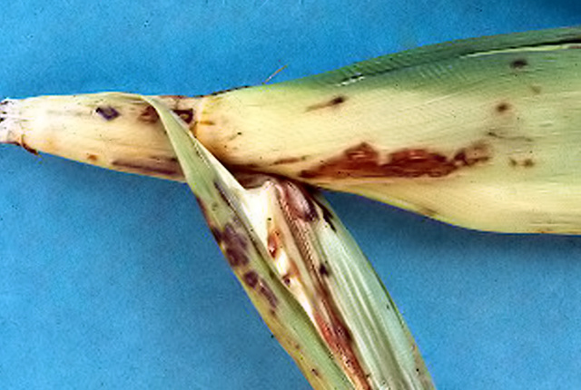 Bacterial leaf blight and stalk rot