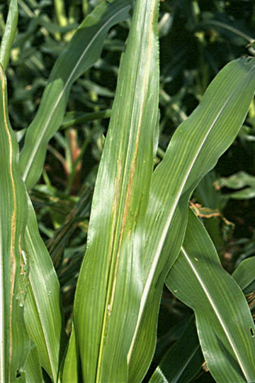 Bacterial stripe