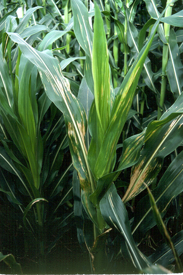 Bacterial stripe