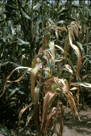 Maize bushy stunt