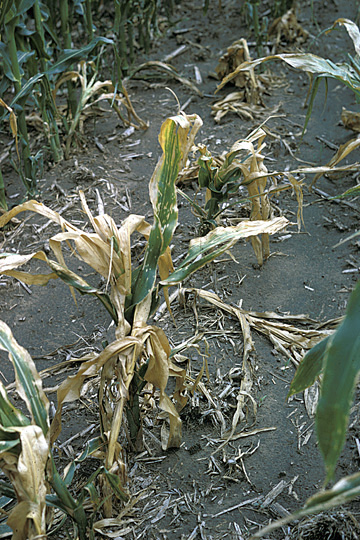 Goss's bacterial wilt and blight