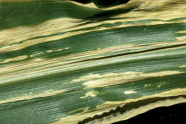 Goss's bacterial wilt and blight
