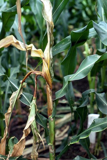 Bacterial stalk and top rot