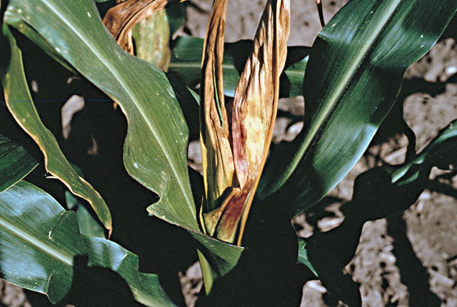 Bacterial stalk and top rot
