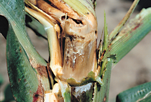 Bacterial stalk and top rot