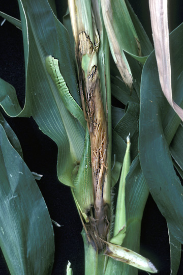 Bacterial stalk and top rot