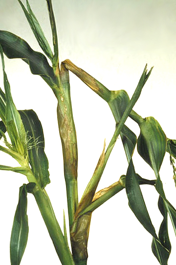 Bacterial stalk and top rot