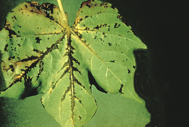 Bacterial blight (Angular leaf spot)