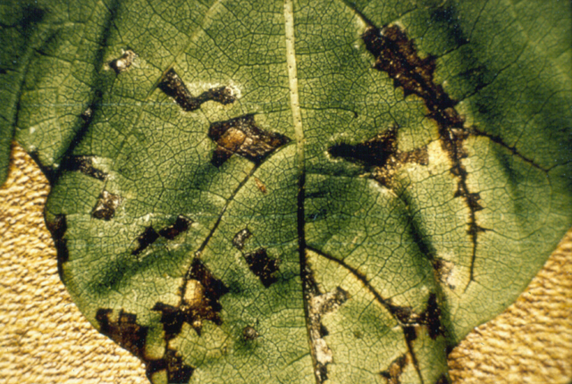 Bacterial blight (Angular leaf spot)