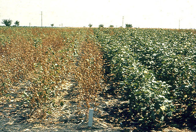 Bacterial blight (Angular leaf spot)