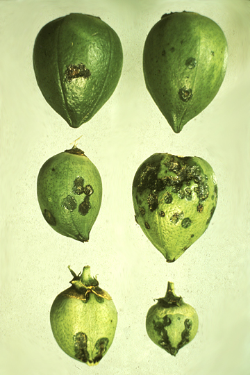 Bacterial blight (Boll rot)