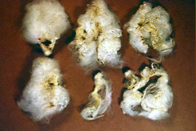Bacterial blight (Boll rot)
