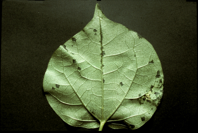 Bacterial blight (Angular leaf spot)