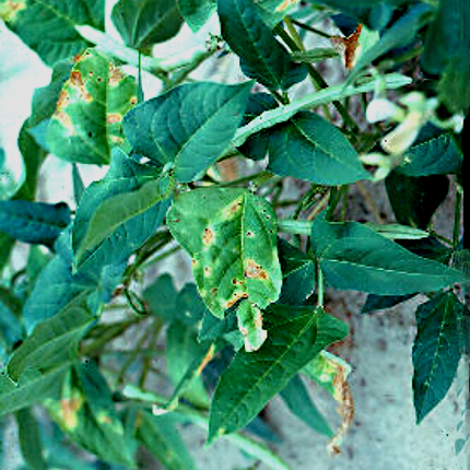 Bacterial leaf spot