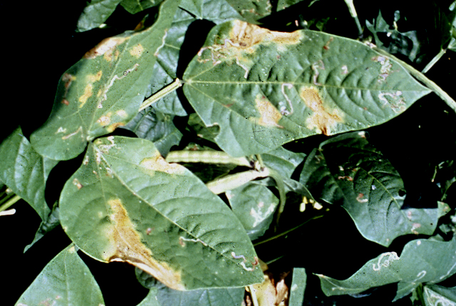 Bacterial leaf spot