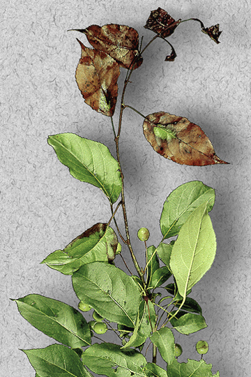 Fire blight