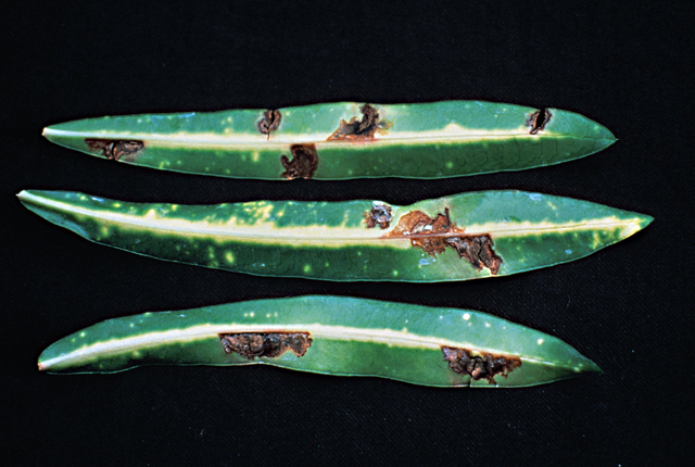 Bacterial leaf spot