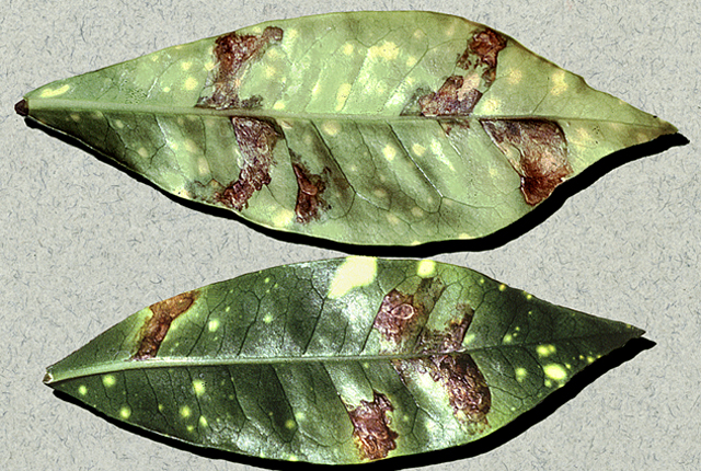 Bacterial leaf spot
