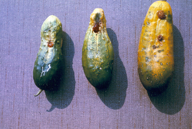 Angular leaf spot