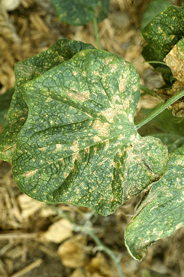 Angular leaf spot