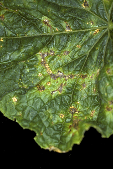 Angular leaf spot