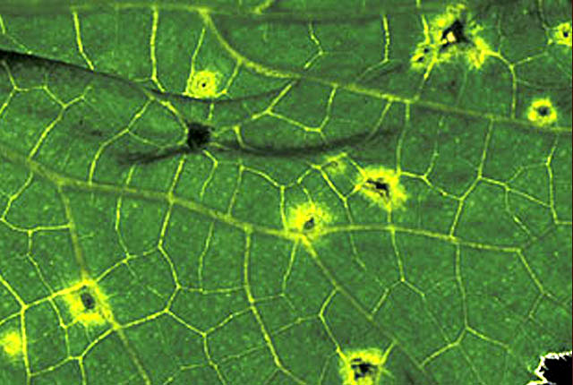 Angular leaf spot