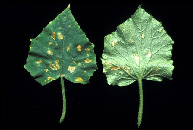 Angular leaf spot