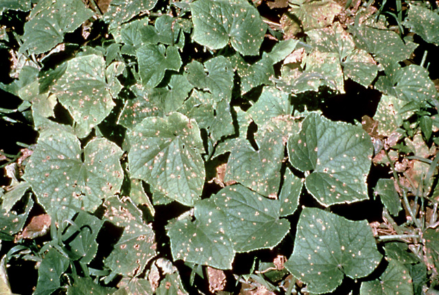 Angular leaf spot