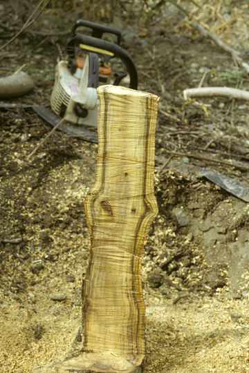 Bacterial wilt