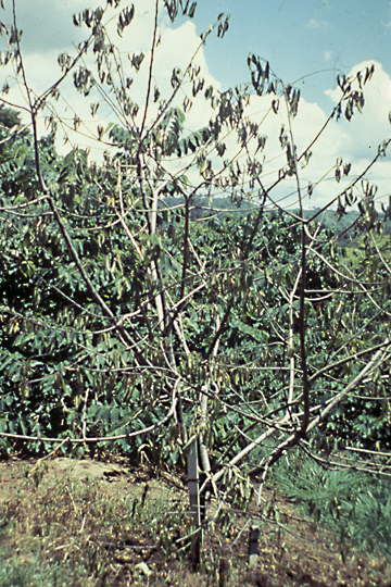 Bacterial wilt