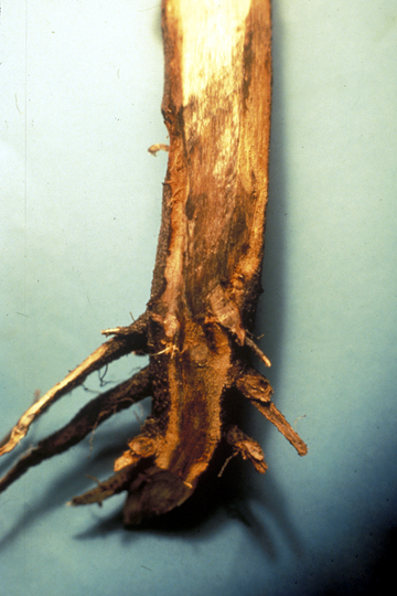 Bacterial wilt