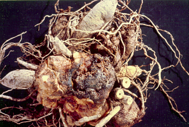 Crown gall