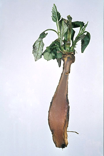 Bacterial rot