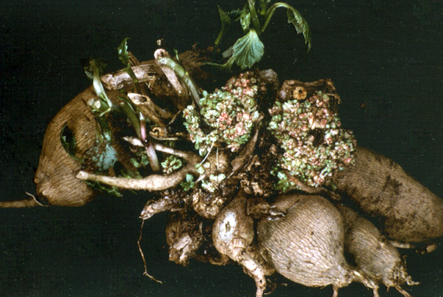 Bacterial fasciation (Leafy gall)
