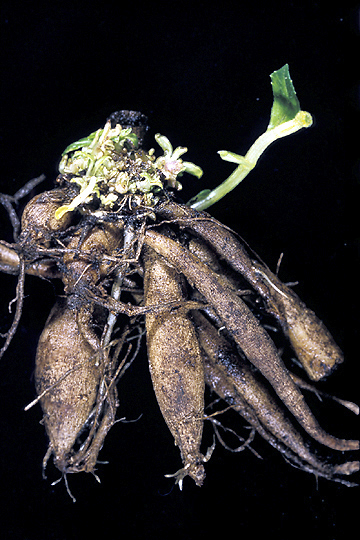 Bacterial fasciation (Leafy gall)