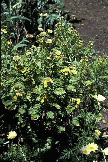Aster yellows