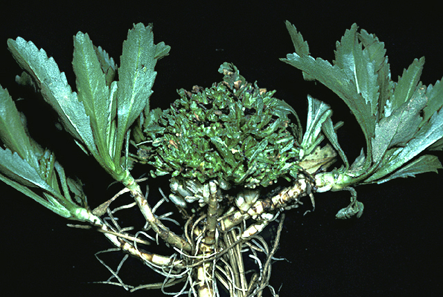 Bacterial fasciation (Leafy gall)