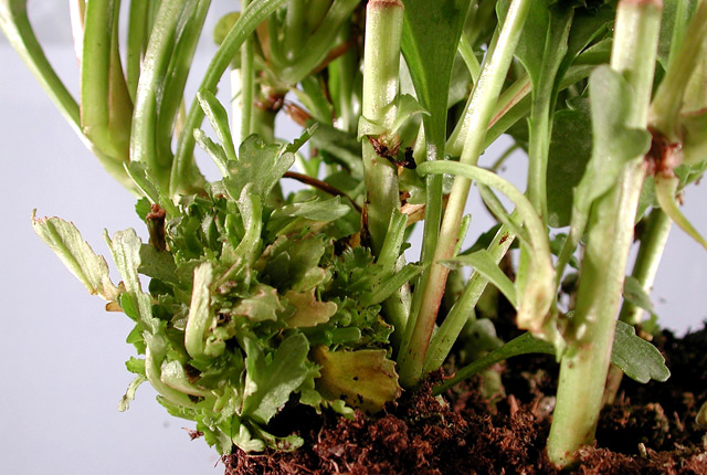 Bacterial fasciation (Leafy gall)