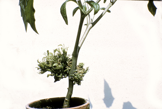 Crown gall (Leafy gall)