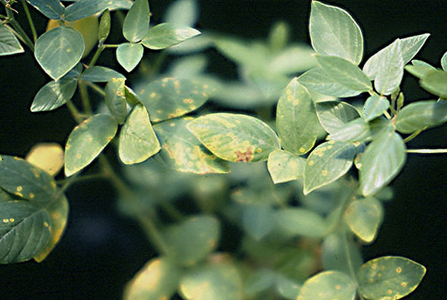 Bacterial leaf spot
