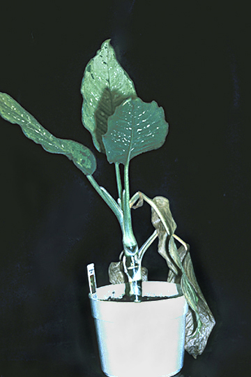Bacterial stem rot