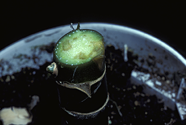 Bacterial stem rot
