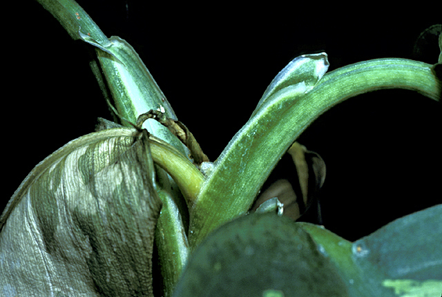 Bacterial stem rot