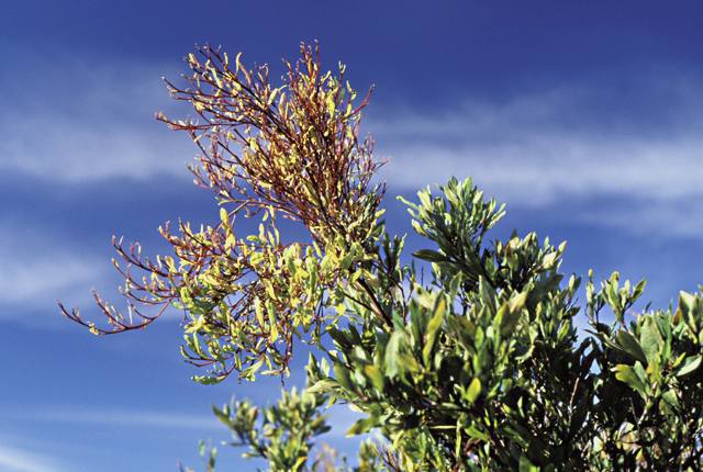 Dodonaea yellows