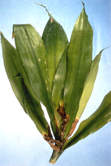 Bacterial rot