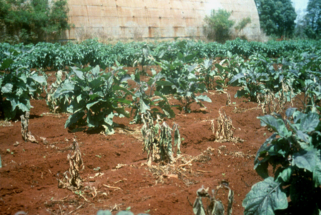 Bacterial wilt