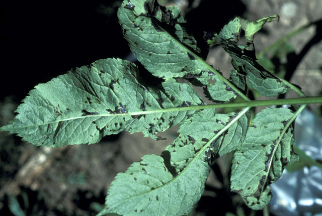 Bacterial leaf spot (Blight)