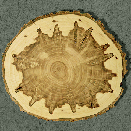 Western wetwood