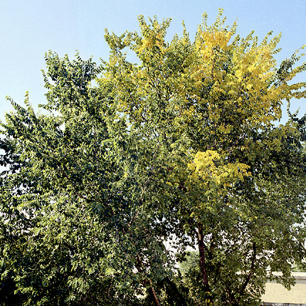 Elm yellows
