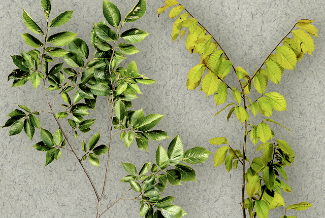 Elm yellows
